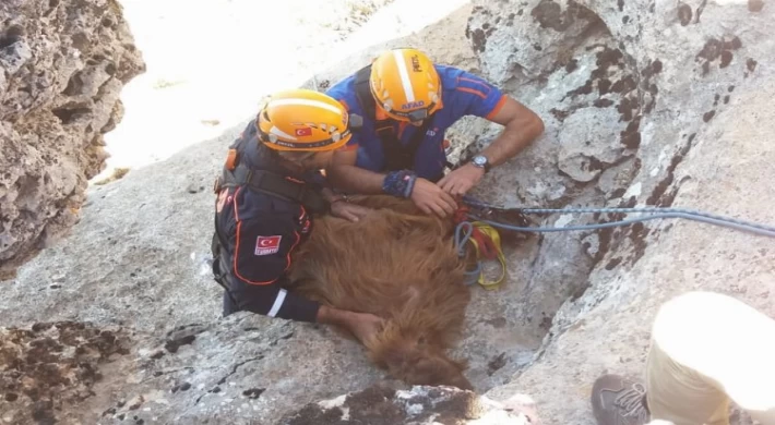 Diyarbakır’da AFAD ekipleri uçurumdaki keçileri kurtardı