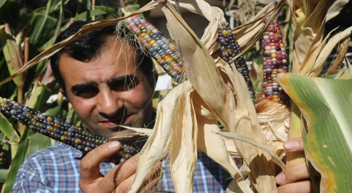 Diyarbakırlı girişimci, bir avuç Kızılderili tohumuyla rengarenk mısırlar üretti