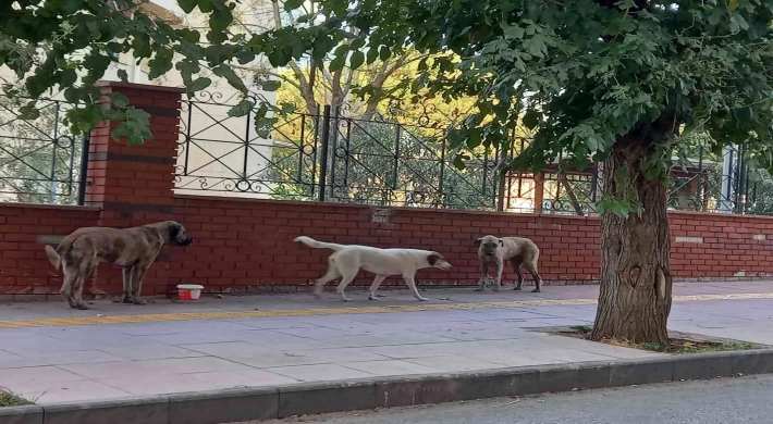 Sokak köpekleri sorun olmaya başladı