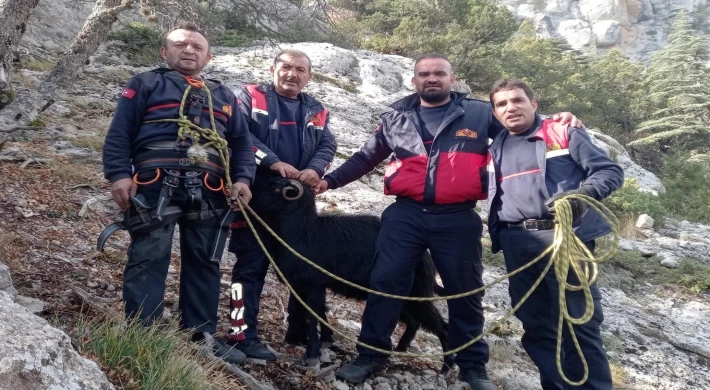 Kayalıklarda mahsur kalan 7 keçi kurtarıldı