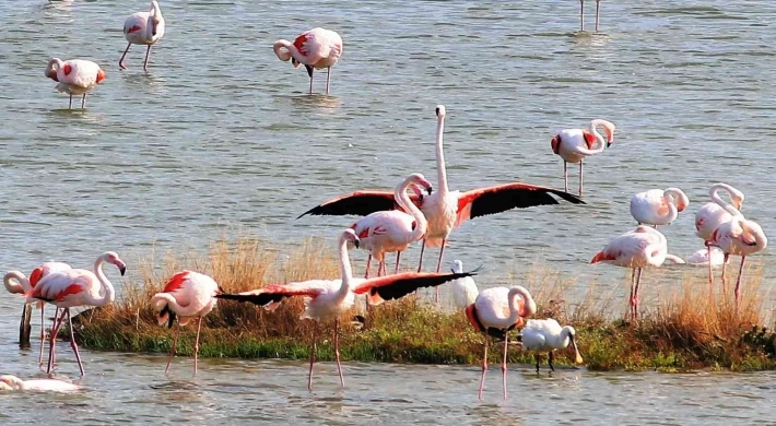 Kuş Oteli’ndeki flamingo sayısı bin 250’ye ulaştı.