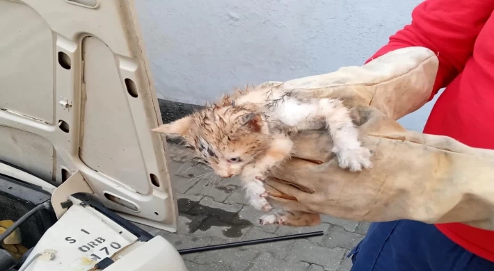 Otomobilin motor bölümünde sıkışan kedi yavrusunu itfaiye kurtardı