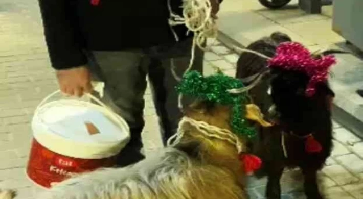 Nişantaşı’nda süslenmiş keçiler yılbaşı maskotu oldu