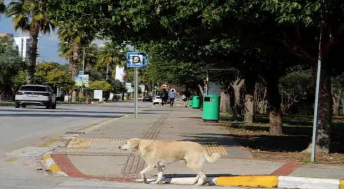 Rektörden, kampüs içinde başıboş köpek isyanı