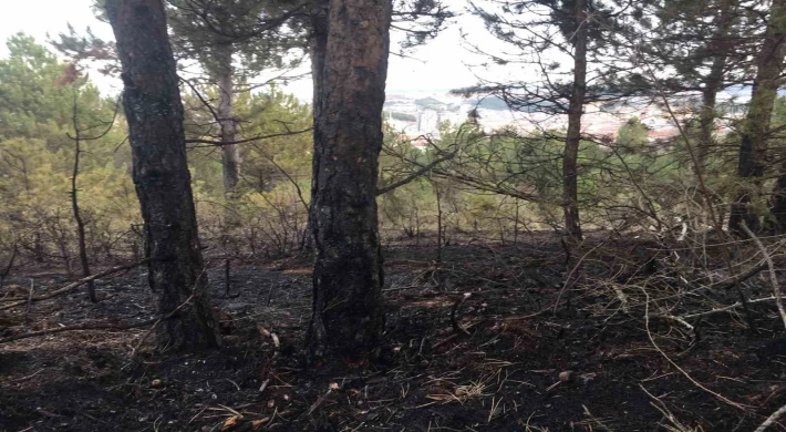 Kastamonu’da orman yangını söndürüldü, yüzlerce ağaç küle döndü