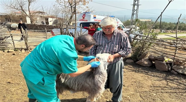 Büyükşehir, Hatay’daki üreticilerin hayvanlarına muayene hizmeti veriyor