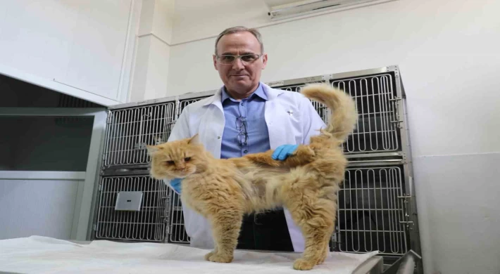 Depremden yaralı kurtarılan hayvanlar Elazığ’da sağlığına kavuşuyor