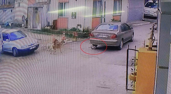Otomobiliyle köpeği ezdi, arkasına bakmadan uzaklaştı