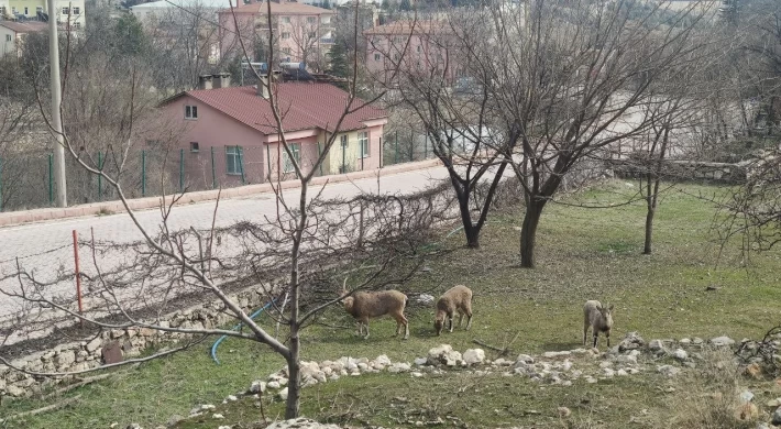 Tunceli’de yaban keçileri sokakları mesken tuttu