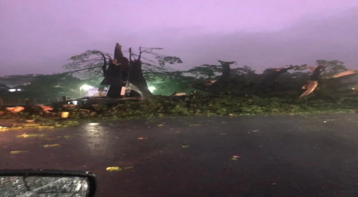 Sierra Leone’nun sembolü 400 yıllık pamuk ağacı fırtına nedeniyle devrildi