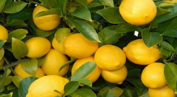 Üretici ile market arasındaki fiyat farkına ’limon’ sıkıldı! Limon yüzde 573,6 fark gördü