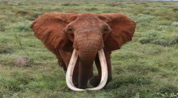 Afrika’nın en büyük tusker cinsi dişi fili olduğuna inanılan ’Dida’ öldü