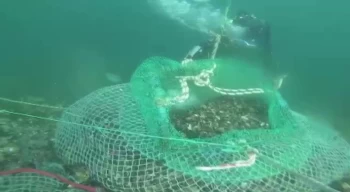 Beykoz’da kaçak avladıkları 1 ton midyeyi denizin 7 metre derinliğine sakladılar