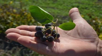 Süper meyve aronya üretimi Türkiye’de günden güne artıyor