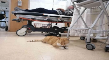 Üşüyen kedi geceyi hastanenin acilinde geçirdi