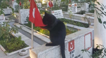 Kedi, şehitlikteki Türk bayrağını öptü