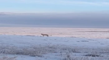 Dondurucu soğuk sebebiyle aç kalan kurt, Ardahan Ovası’na indi