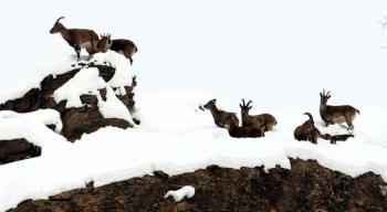 Zirvesi karla kaplanan dağda gezinen dağ keçileri havadan görüntülendi