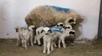 Amasya’da koyun altız yavruladı