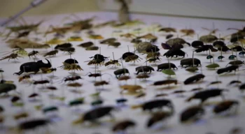 10 yılda topladıkları 200 bin böceği müzede sergilemek istiyorlar