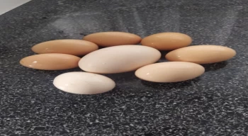 117 gramlık yumurta görenleri şaşırttı