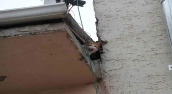 Çatıda mahsur kalan ”Arsız” kedi 5 gün sonra kurtarıldı