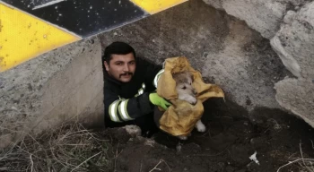 Köprü altında mahsur kalan yavru köpekler itfaiye ekiplerince kurtarıldı