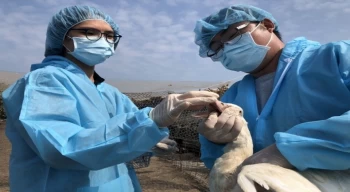 Tayvan’da kuş gribi alarmı: 36 bin 766 tavuk itlaf edildi