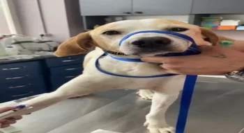 Gelibolu’da kanserli sokak köpeğinin yardımına hayvanseverler koştu