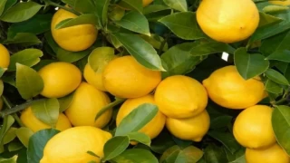 Üretici ile market arasındaki fiyat farkına ’limon’ sıkıldı! Limon yüzde 573,6 fark gördü