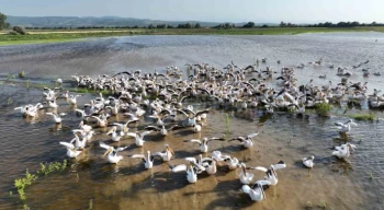 Binlerce kilometre uzaktan geldiler, Ak pelikanların banyo keyfi