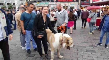 Şampiyon dev köpek Taksim’de ilgi odağı oldu
