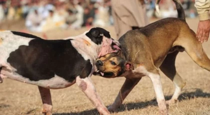 Köpek dövüştüren şahıslara 33 bin TL para cezası uygulandı