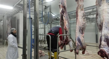 Ülkenin kırmızı et ihtiyacının bir kısmı Çekerek ilçesinden karşılanıyor