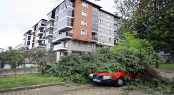 Fırtınada devrilen ağaç, aracın üstüne düştü