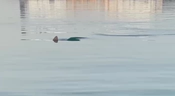 Köpek balığını görüntüleyen amatör balıkçının yaşadığı heyecan kameraya yansıdı