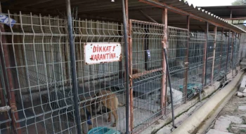 Kuduz vakasının görüldüğü bölgeden toplanan 12 köpeğin barınaktaki tedavi süreci devam ediyor